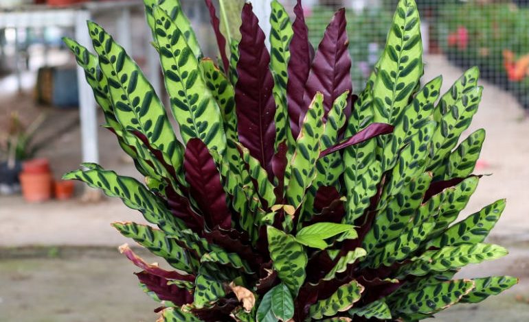 Rattlesnake Plant