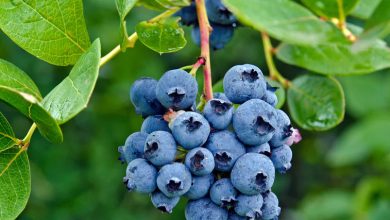 Blueberry Plants