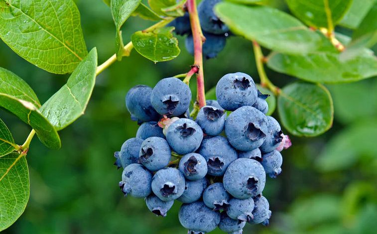 Blueberry Plants