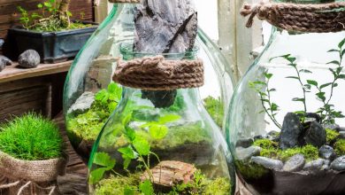 A Comprehensive Guide to Terrarium Plants