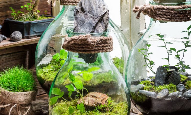 A Comprehensive Guide to Terrarium Plants