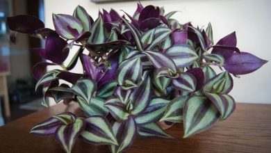 Wandering Jew Plant Care