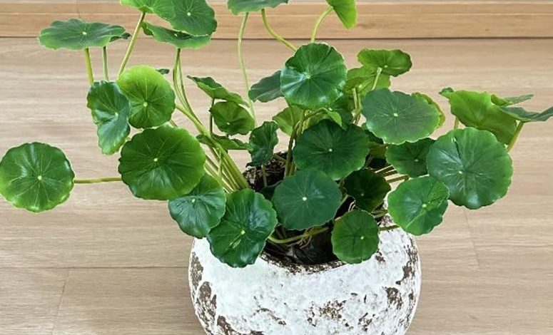 7 Leaf Lotus Plant