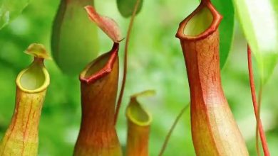 tropical pitcher plant