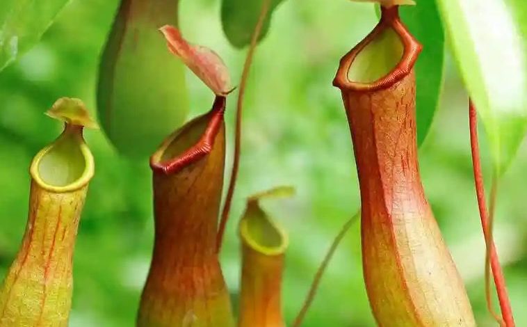 tropical pitcher plant