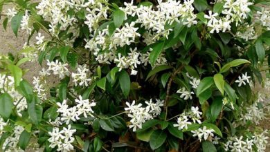 star jasmine plant