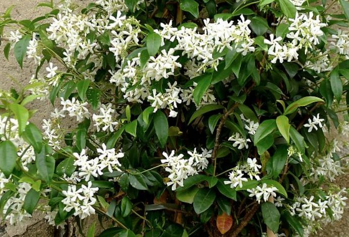 star jasmine plant