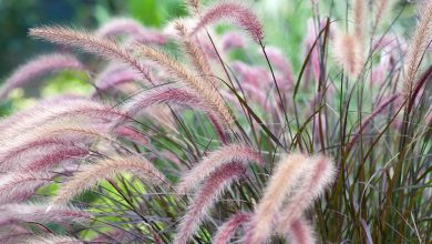 ornamental grass plants