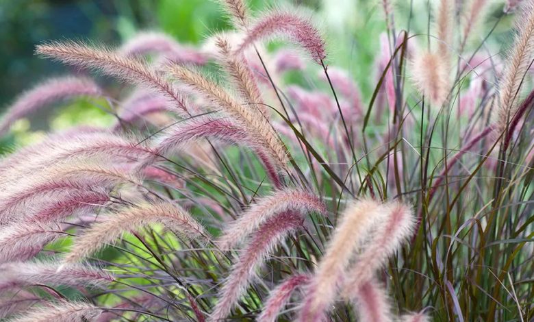 ornamental grass plants