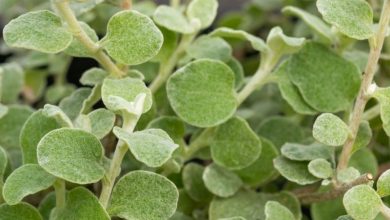 licorice plant