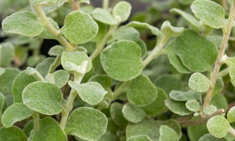 licorice plant