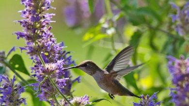 Hummingbird Plants