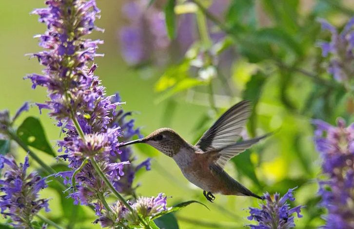 Hummingbird Plants