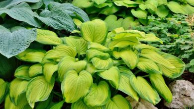 Hostas Plants (Plantain Lilies)