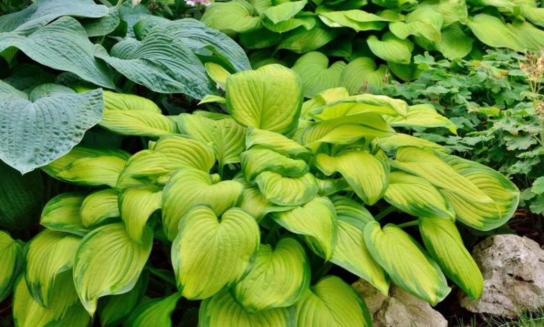 Hostas Plants (Plantain Lilies)