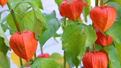 ground cherry plant