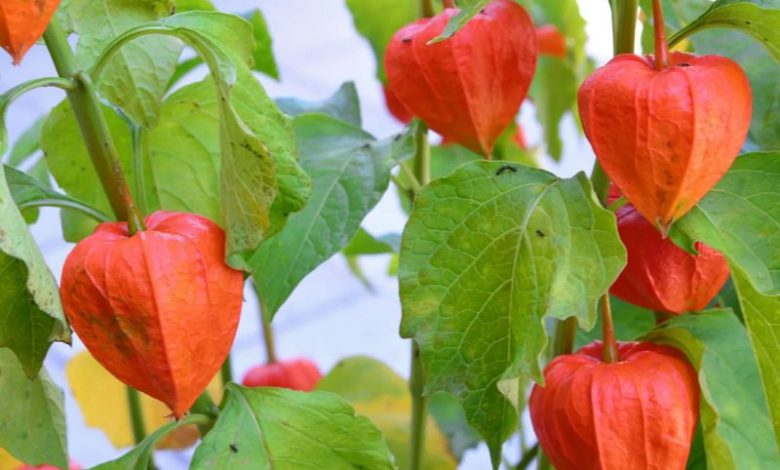 ground cherry plant