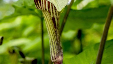 Jack-in-the-pulpit plant