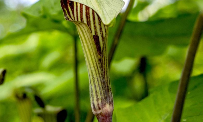 Jack-in-the-pulpit plant