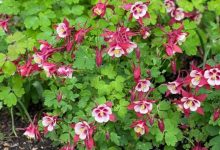 Columbine Plant