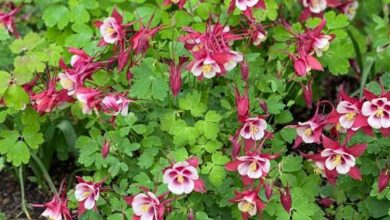 Columbine Plant