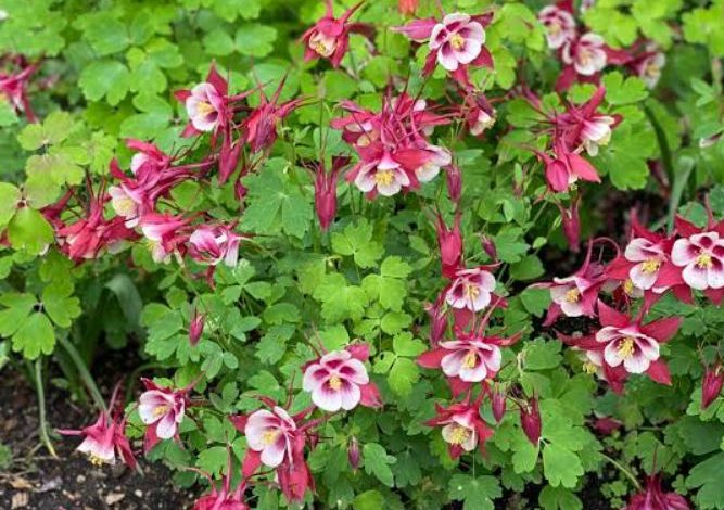 Columbine Plant