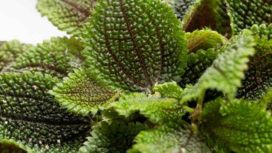 friendship plant (Pilea involucrata)