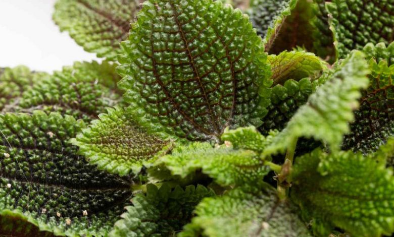 friendship plant (Pilea involucrata)