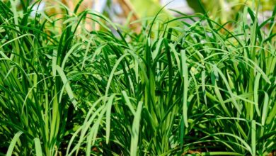 Garlic Chives Plant