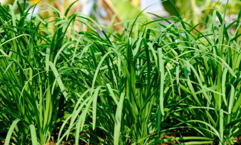 Garlic Chives Plant