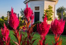 Dragon's Breath Plant