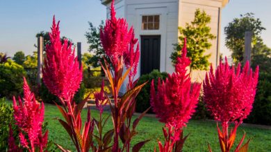 Dragon's Breath Plant