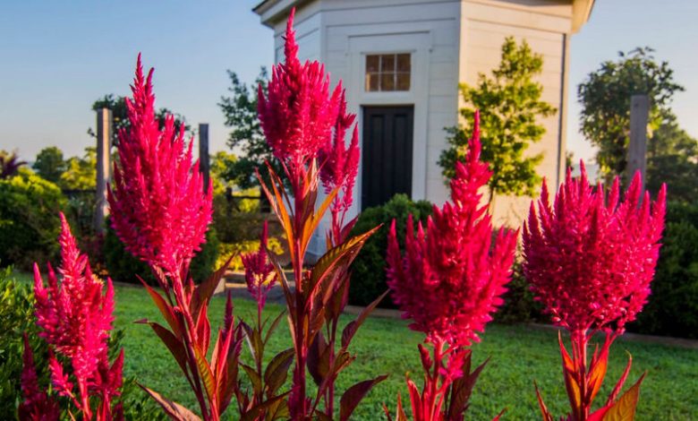 Dragon's Breath Plant