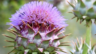 Exploring the Cardoon Plant