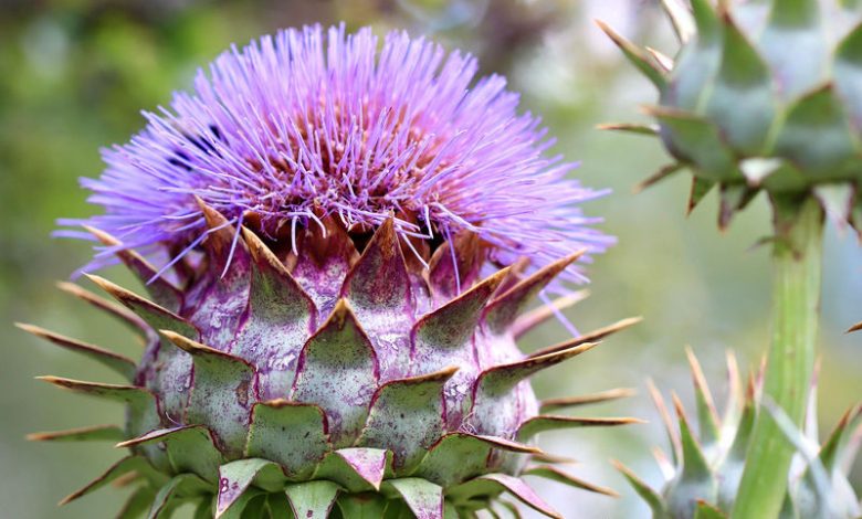 Exploring the Cardoon Plant