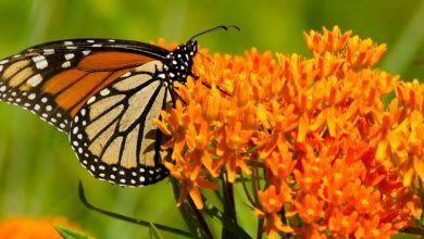 The Butterfly Milkweed Plant