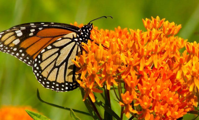 The Butterfly Milkweed Plant