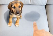 how to get dog urine smell out of couch after it has dried