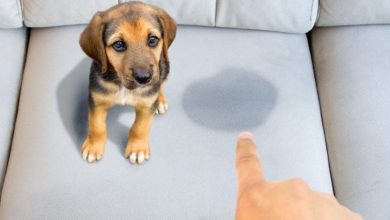 how to get dog urine smell out of couch after it has dried