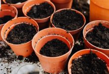 Best size containers for growing vegetables