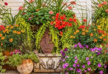 Best pots for container gardening