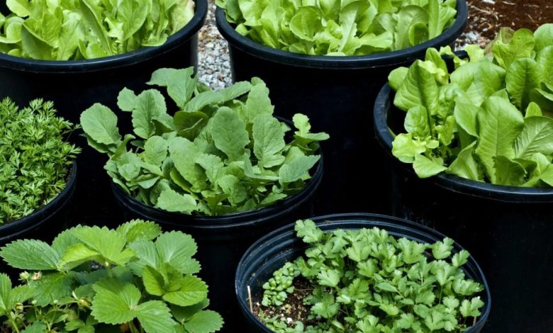 Growing vegetables in pots for beginners