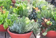 Fast growing vegetables in pots