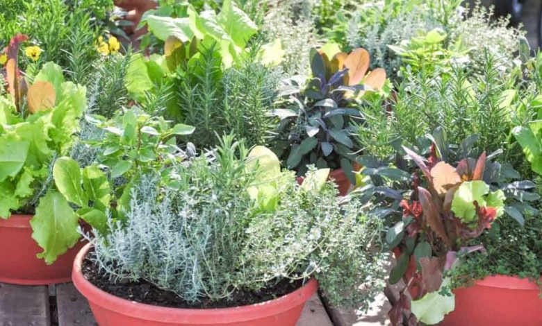 Fast growing vegetables in pots