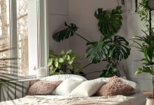 Air purifying plants for bedroom