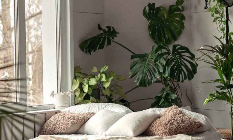 Air purifying plants for bedroom