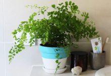 Air purifying plants for bathroom