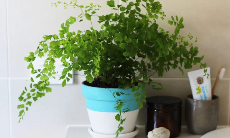 Air purifying plants for bathroom