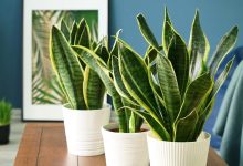 Best air purifying plants