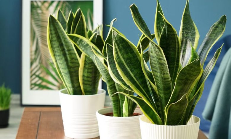 Best air purifying plants